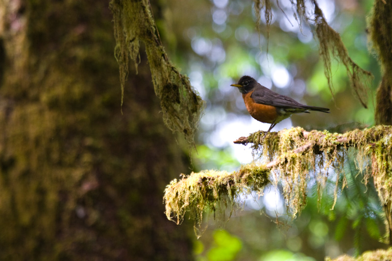 American Robin